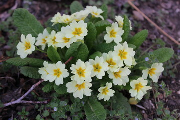 Primula vulgaris, the common primrose, is a species of flowering plant in the family Primulaceae. 
