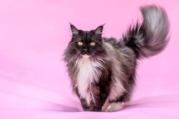 Elegant ragdoll maine coon mix cat posing in colorful studio setting