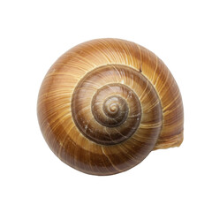 Empty snail shell, logarithmic spiral, natural hues, isolated on transparent with shadowless studio lighting, concept of nature's perfection and microcosm