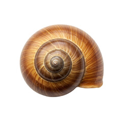 A single, perfect snail shell with intricate natural spiral patterns and earthy tones, isolated on a transparent seamless studio background, macro, top-down, Concept of natural beauty and precision.