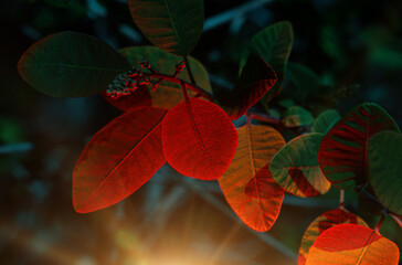 red autumn leaves in the forest, close-up