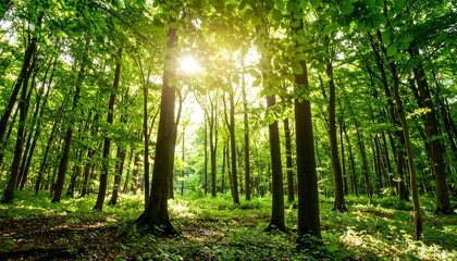 Fototapeta premium Sunlight through lush forest canopy