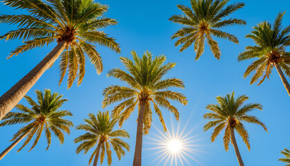 Obraz premium The art of paradise: a stunning visual of palm trees with a classic, timeless feel.