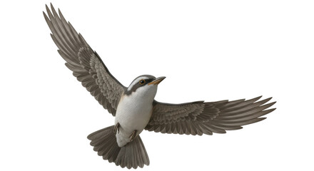 Fototapeta premium Isolated Sparrow Bird