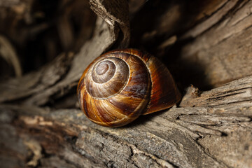 Snail shell on a log
