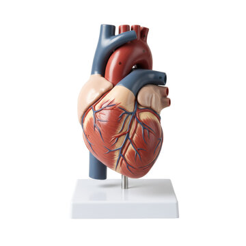 Detailed, anatomically correct human heart model, intricate vasculature, isolated on white, sharp focus, no shadows. Concept for medical education and science