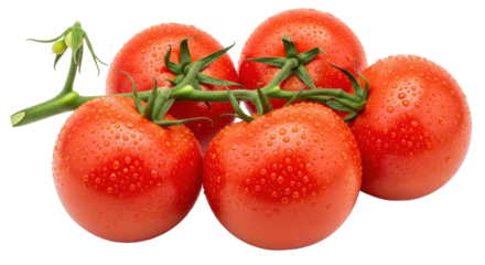 Isolated Bunch of Fresh Tomatoes on the Vine