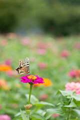 Butterfly Kisses on a Zinnia! 🦋🌸
A delicate moment captured as a beautiful butterfly graces a vibrant pink zinnia. Nature's artistry at its best! ✨