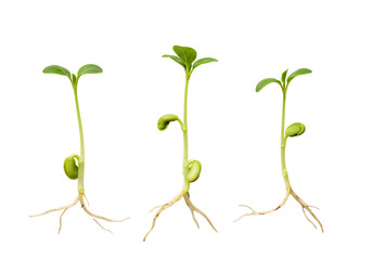 Three sprout growth stages transparent background botanical image