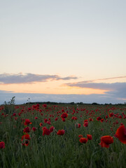 Serene Poppy Field at Sunset