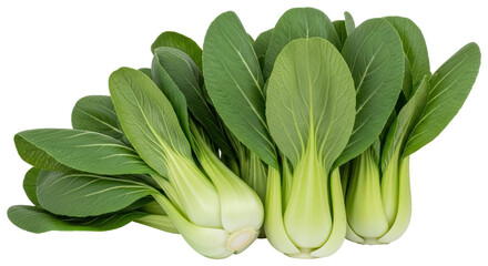 Obraz premium Isolated Bok Choy Chinese Cabbage