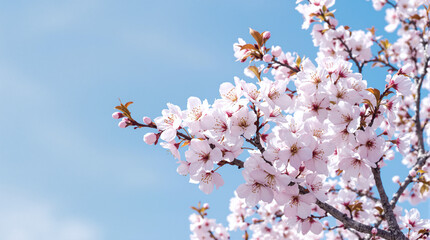 Obraz premium Beautiful Cherry Blossoms in Spring