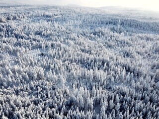 A drone photo taken from above of the snow-covered forest in winter in Torfhaus, Germany.