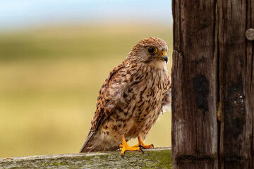 kestrel on a fence