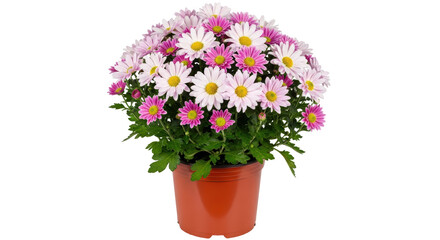 Isolated Potted Chrysanthemum Flowers