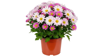 Isolated Potted Chrysanthemum Flowers