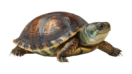 Colorful turtle crawling on black background