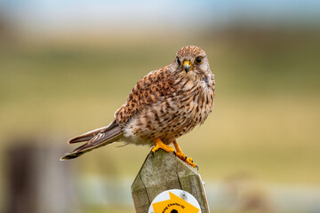 kestrel on a signpost