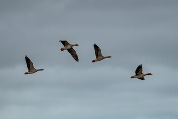 canadian geese in flight