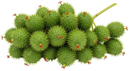 Isolated rambutan fruits