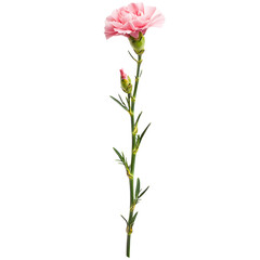 Fototapeta premium Stunning Pink Carnation Blossoming with Tender Beauty