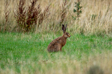 wild hare in tall grass