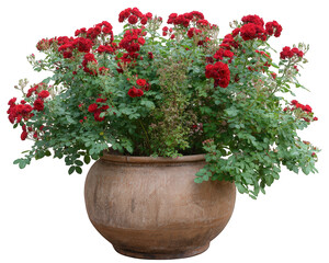 Red rose bush in large clay pot lush green leaves vibrant blooming flowers garden decoration romantic atmosphere natural beauty outdoor plant photorealistic style