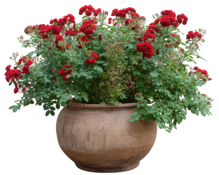 Red rose bush in large clay pot lush green leaves vibrant blooming flowers garden decoration romantic atmosphere natural beauty outdoor plant photorealistic style