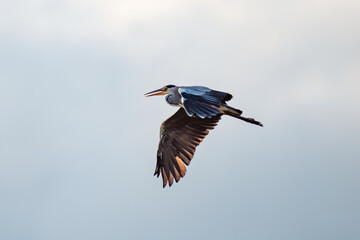 grey heron in flight