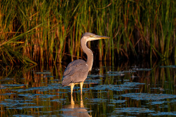 grey heron in the water