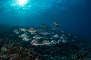 A shoal of carangoides ferdau is swimming above the seabed. A banded trevally is swimming near the...