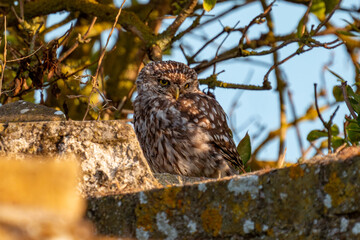 Little owl roosting on a wall