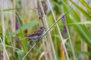 House Sparrow Female (Passer domesticus) common in urban and rural habitats across Europe and Asia