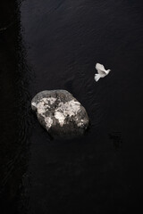 A dove of peace flies away from symbolic earth. Is there still hope for peace?