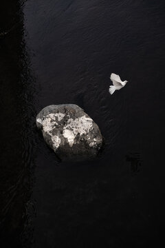 A dove of peace flies away from symbolic earth. Is there still hope for peace?