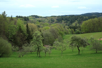 Traditional scattered fruit tree meadow with diverse edge forest vegetation