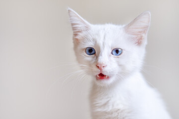 Obraz premium Little White Kitten With Blue Eyes