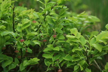 Gaultheria mucronata Evergreen shrub foliage with immature fleshy fruit structures