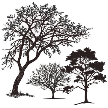 set of crabapple malus prairefire royal raindrops