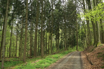 Forest pathway winding through dense mixed woodland understory vegetation