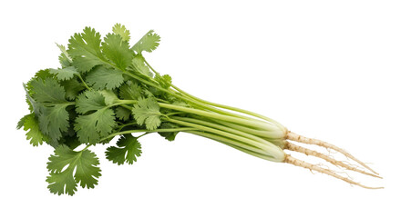 Isolated Cilantro