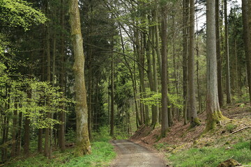 Temperate mixed forest path spring vegetation diversity
