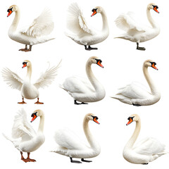 Obraz premium Exquisite Swan Collection: Graceful Poses Showcase Elegance and Beauty