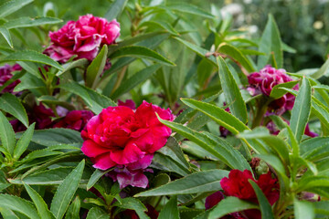 Beautiful wildflowers