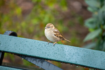 House Sparrow Female (Passer domesticus) common in urban and rural habitats across Europe and Asia