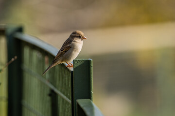 House Sparrow Female (Passer domesticus) common in urban and rural habitats across Europe and Asia
