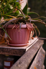 Dried potted potted flowers on the balcony