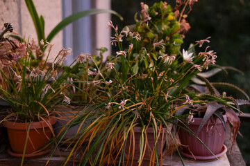 Dried potted potted flowers on the balcony