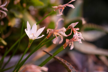 Dried potted potted flowers on the balcony