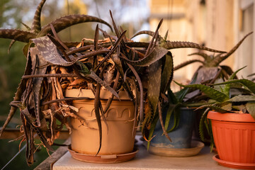 Dried potted potted flowers on the balcony